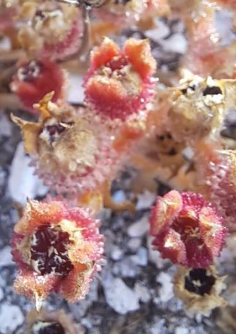 Mesembryanthemum crystallinum few fruit capsules